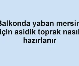 Balkonda yaban mersini için asidik toprak nasıl hazırlanır