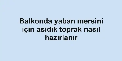 Balkonda yaban mersini için asidik toprak nasıl hazırlanır