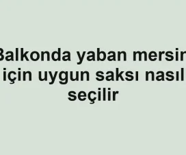 Balkonda yaban mersini için uygun saksı nasıl seçilir