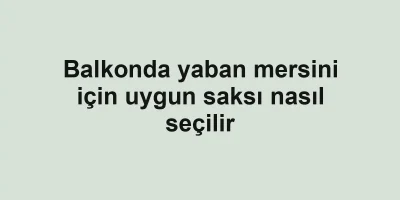 Balkonda yaban mersini için uygun saksı nasıl seçilir