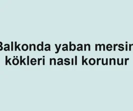 Balkonda yaban mersini kökleri nasıl korunur