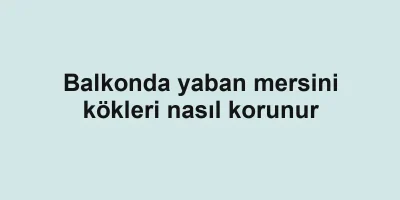 Balkonda yaban mersini kökleri nasıl korunur