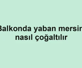 Balkonda yaban mersini nasıl çoğaltılır