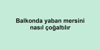 Balkonda yaban mersini nasıl çoğaltılır