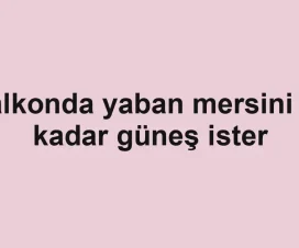 Balkonda yaban mersini ne kadar güneş ister