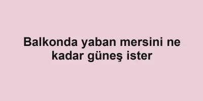 Balkonda yaban mersini ne kadar güneş ister