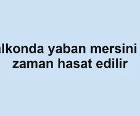 Balkonda yaban mersini ne zaman hasat edilir