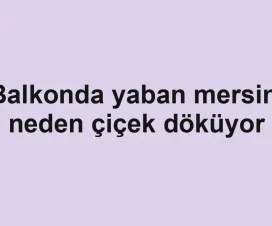 Balkonda yaban mersini neden çiçek döküyor