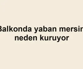 Balkonda yaban mersini neden kuruyor