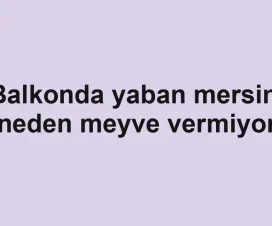 Balkonda yaban mersini neden meyve vermiyor