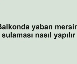 Balkonda yaban mersini sulaması nasıl yapılır