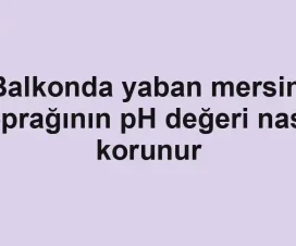 Balkonda yaban mersini toprağının pH değeri nasıl korunur