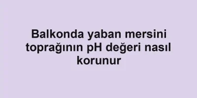 Balkonda yaban mersini toprağının pH değeri nasıl korunur