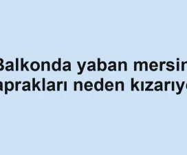 Balkonda yaban mersini yaprakları neden kızarıyor