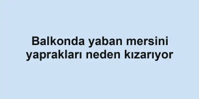 Balkonda yaban mersini yaprakları neden kızarıyor