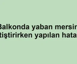 Balkonda yaban mersini yetiştirirken yapılan hatalar