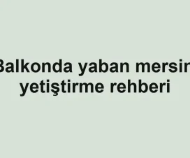 Balkonda yaban mersini yetiştirme rehberi