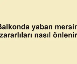 Balkonda yaban mersini zararlıları nasıl önlenir