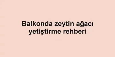 Balkonda zeytin ağacı yetiştirme rehberi