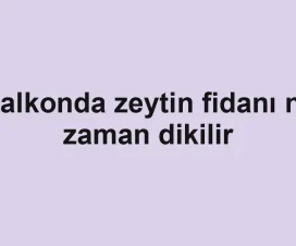 Balkonda zeytin fidanı ne zaman dikilir