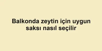 Balkonda zeytin için uygun saksı nasıl seçilir